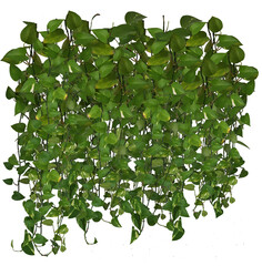 Plante retombante ou liane suspendue. Feuillage comme philodendron, potos ou lierre formant un mur ou rideau v√©g√©tal. © Oli_of_the_valley