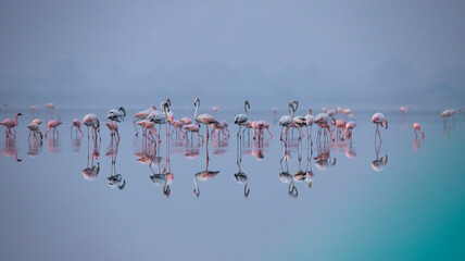 Greater flamingos flock on a lake searching food