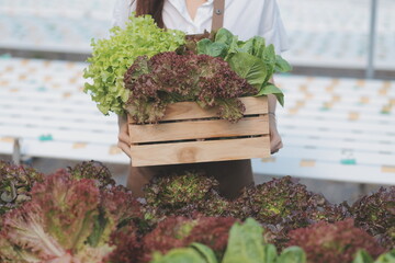 Farmers use vernier calipers to measure vegetables to track their growth in plant nursery farm....