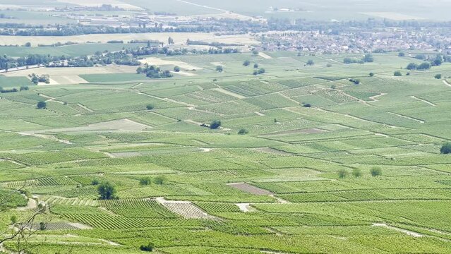 Verdant Valleys of Viticulture: A Panoramic View of Rouffach Village from the Vineyard-Cloaked Schauenberg Heights, Pfaffenheim, Alsace, France