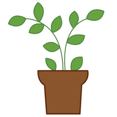 plant in pot