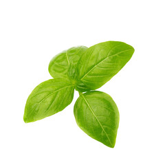 Close up of fresh green basil herb leaves isolated on a transparent background.
