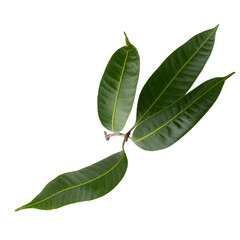 fresh green leaves isolated on a transparent background