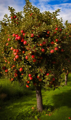 Fototapeta na wymiar Apple fruit tree in garden. Ripe fruit organic plant. Generative AI.