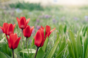 view of red tulip flower in the park, spring natural landscape with red tulips