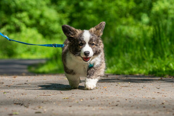 Wiosna w Parku Mogilskim w Krakowie - Polska.  Mały szczeniak psa Pembroke Welsh Corgi.