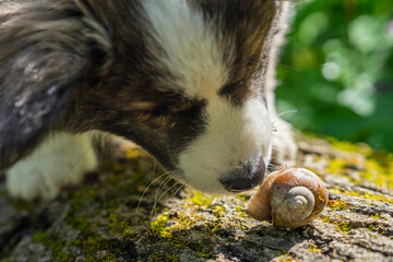 Wiosna w Parku Mogilskim w Krakowie - Polska.  Mały szczeniak psa Pembroke Welsh Corgi. - obrazy, fototapety, plakaty