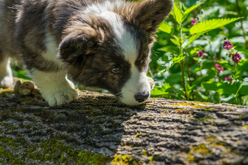 Wiosna w Parku Mogilskim w Krakowie - Polska.  Mały szczeniak psa Pembroke Welsh Corgi. © Roman Trojanowski