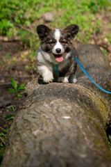 Wiosna w Parku Mogilskim w Krakowie - Polska.  Mały szczeniak psa Pembroke Welsh Corgi. © Roman Trojanowski