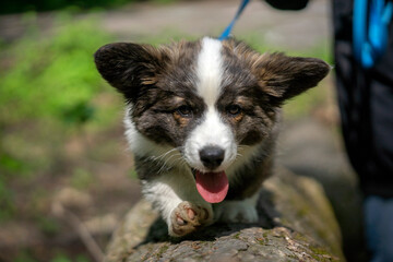 Wiosna w Parku Lotników Polskich koło Tauron Arena w Krakowie - Polska. Mały szczeniak psa Pembroke Welsh Corgi.  © Roman Trojanowski