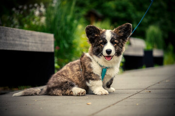 Wiosna w Parku Lotników Polskich koło Tauron Arena w Krakowie - Polska. Mały szczeniak psa Pembroke Welsh Corgi.  © Roman Trojanowski