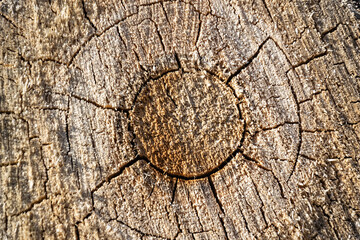 the texture of a sawn tree