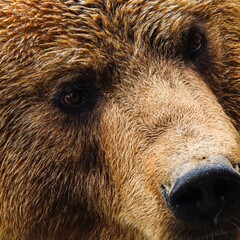 brown bear close up