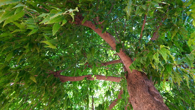Close-up of Monoon longifolium leaves, the false ashoka, Polyalthia longifolia. Polyalthia longifolia tree.