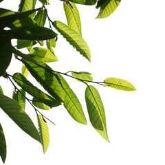 Green tree branch isolated on white background