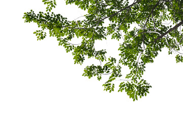 Green tree branch isolated on white background