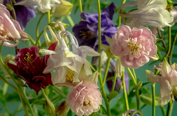 Close up floral background of spring flowers aquilegia, close-up.
