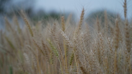 Natures ripe harvest - Wheat. Cropped shot of wheat crops blowing in the breeze.
