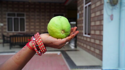 Close up of riped guava fruit bunch isolated on gardener hand.