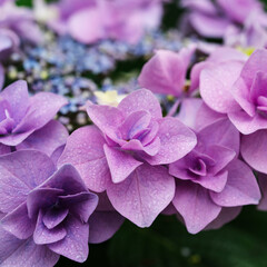 紫陽花