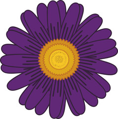 purple and yellow aster flower icon vector