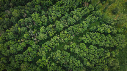 Aerial view of a dark and moody forest
