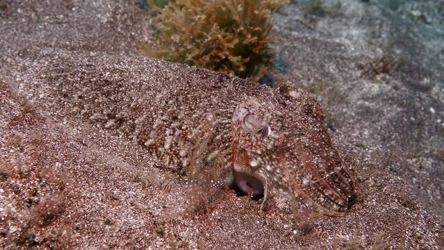 Close up with Cuttle fish in the Atlantic Ocean