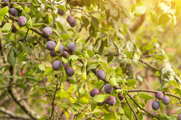 Ripe organic violet purple plums berries on plum tree branch in garden in sunlight