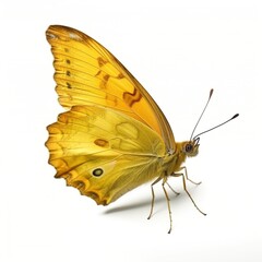 Fototapeta premium Yellow butterfly melitaea persea on a white isolated background. Generation of AI