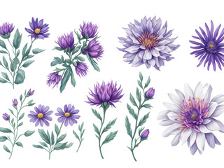 set of watercolor aster flower on transparent background, generative ai