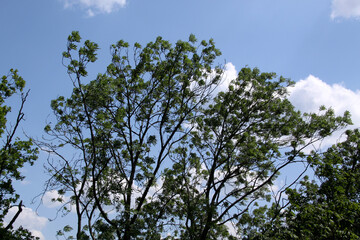 Ein Baum im trockenen heißen Wind
