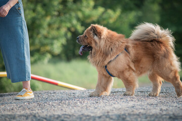 A beautiful dog of the Chow Chow breed on a walk in the park on a leash.