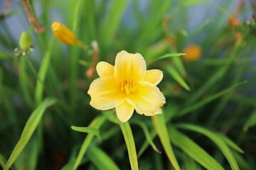 Flowers outdoors in sunny spring symbolize beauty, growth, renewal, vibrancy, joy, and the arrival of a new season