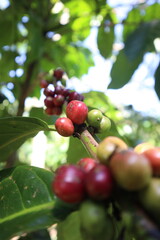 red coffee on a branch