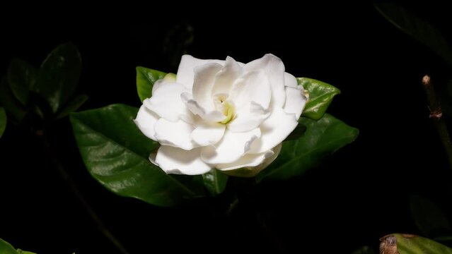 Time lapse of blooming flower of Rosa"Gardenia", white flower from bud to full blossom, 4k footage studio shot zoom out effect.