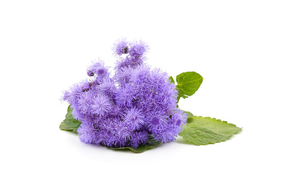 Ageratum blue with leaves.