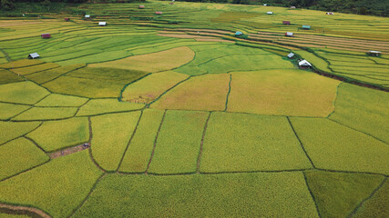 Terraced rice field in the morning