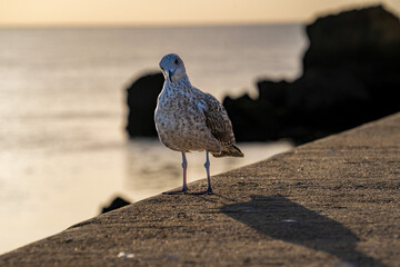 Bird on castle, Lagos, Portugal