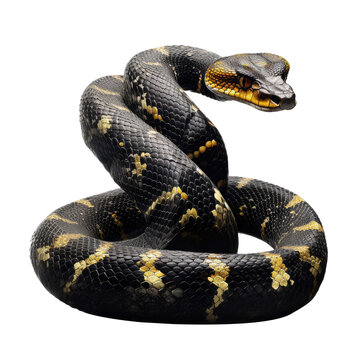 viper snake looking isolated on white