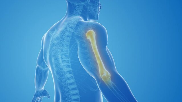 Hand and Upper Extremity Pain