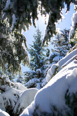 Tatry zima góry w śniegu, kościelisko, zakopane, polska, małopolska, gałęzie drzew ośnieżone - obrazy, fototapety, plakaty