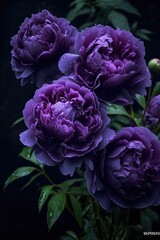 Obraz premium Pink and purple hydrangea. AI generated art illustration.