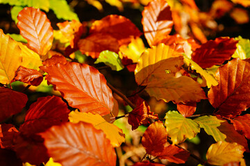 Close up of vibrant autumn fall leaves