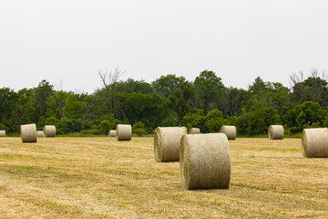 Round bales of hay in a harvested field with trees in the background.