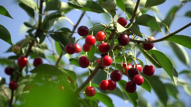 Cherry season. Various types of cherries on the trees of the cherry orchard