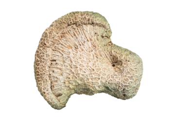 Coral piece isolated on white background. coral texture