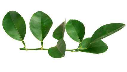Fototapeta na wymiar Lemon leaf with water spots isolated on white background