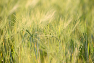Wheat grows in the fields in summer on a sunny day