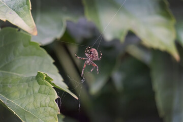 A hairy spider spinning a web.