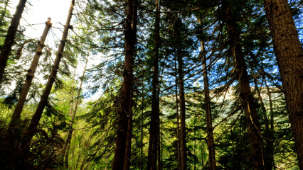 Fototapeta premium pretty blue sky with clouds, tall greenery branches, view from below - photo of nature
